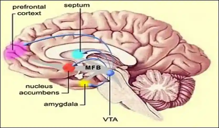 Circuit reward mechanism during substances abuse